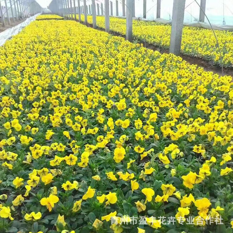 月季的美丽绽放：春天里的绿色诗篇