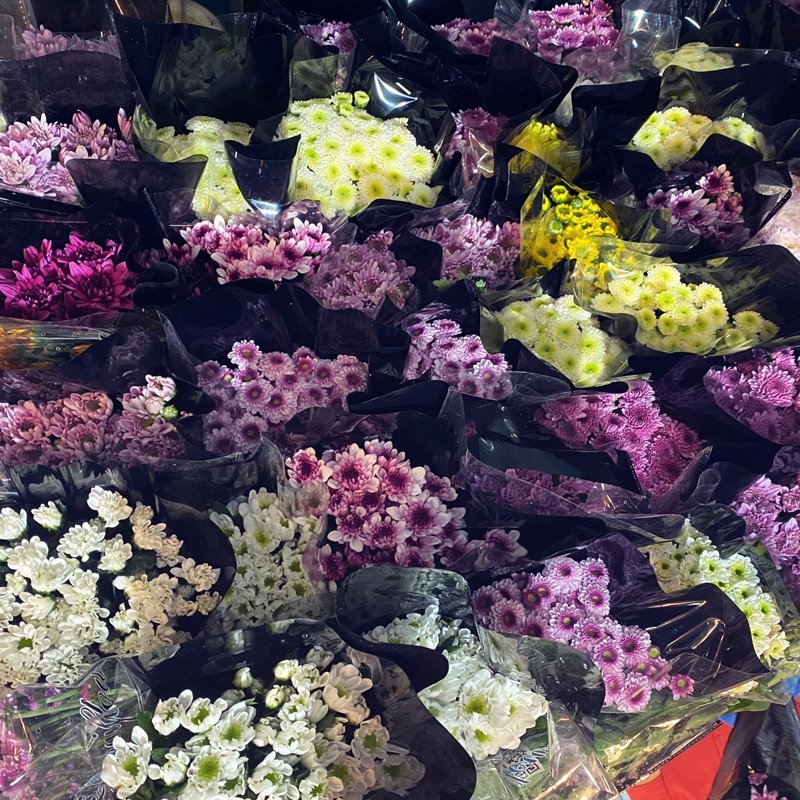 青州花卉：绽放异彩的新名片