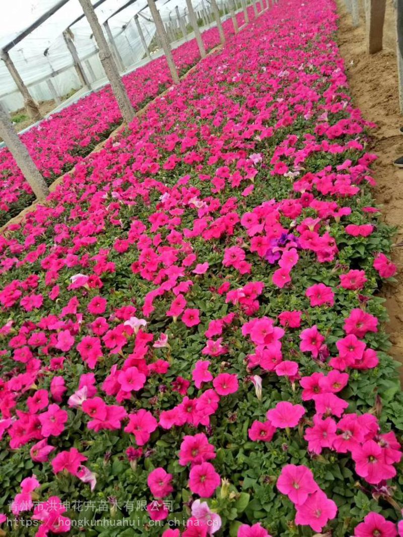 时令草花