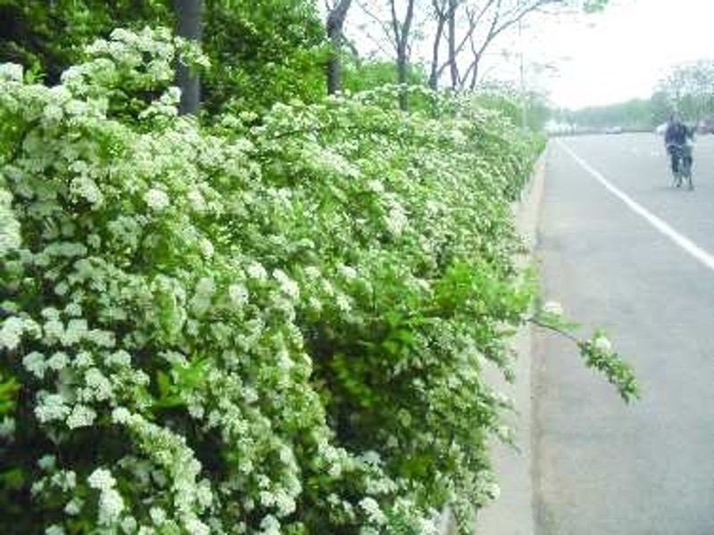 绿化苗木市场新趋势：绿色的商机与挑战