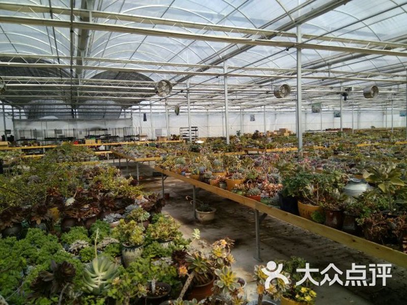 城市绿意正浓：绿化苗木引领生态新潮流