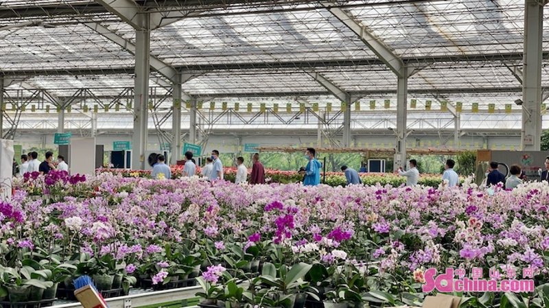 月季花的魅力：绽放春日美景