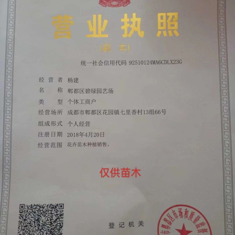 盆栽花卉：都市绿洲的时尚选择