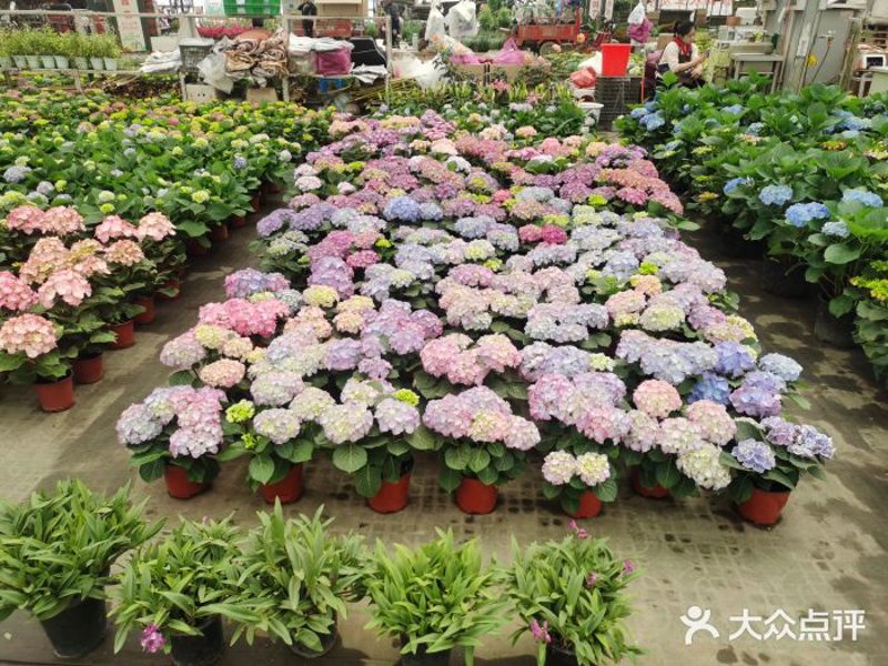 花卉批发